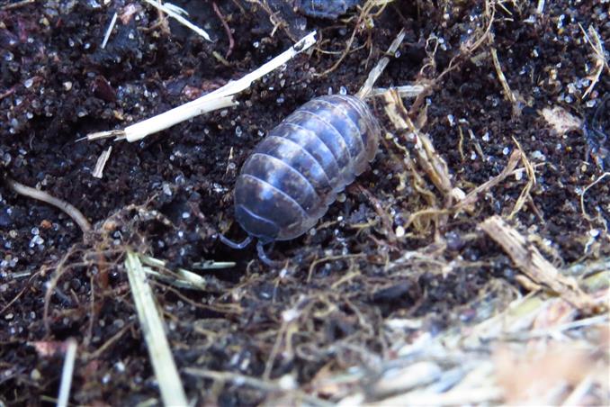 Isopoda: Armadillidium sp.